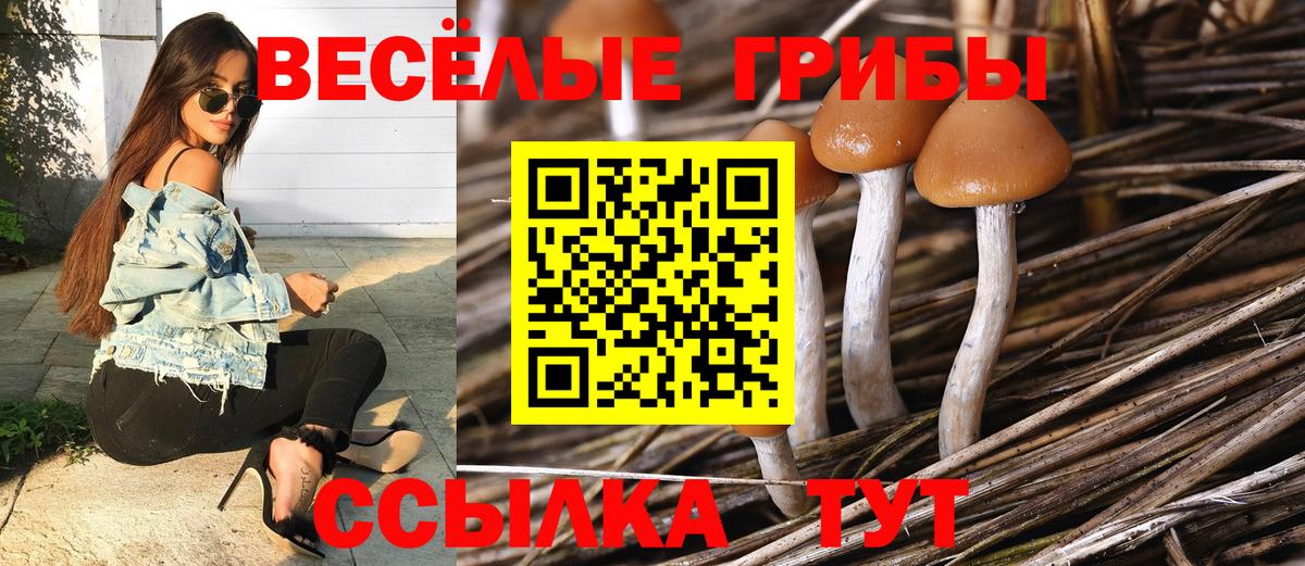 Псилоцибиновые грибы Cubensis  Галлюциногенные грибы прущие грибы  Кудрово  Вход с VPN 
